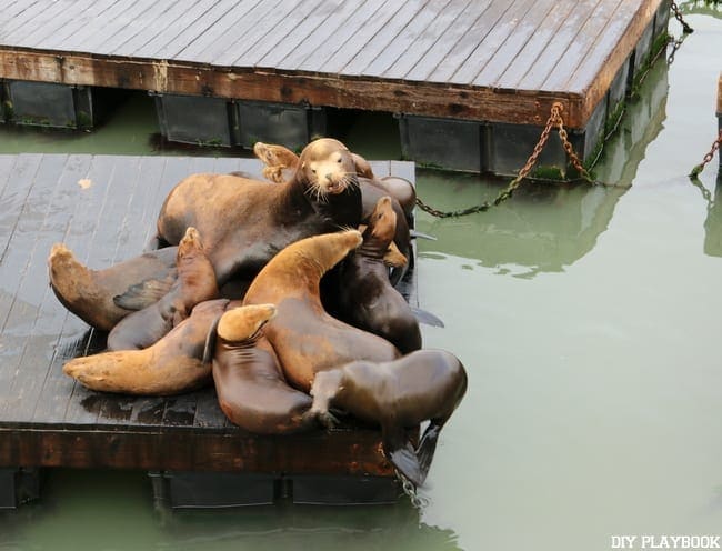 The sea lions on pier 39 are a must see