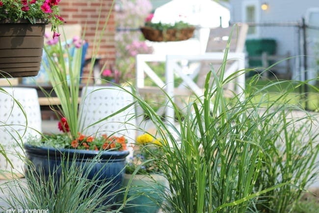 Gorgeous flowers in pots 