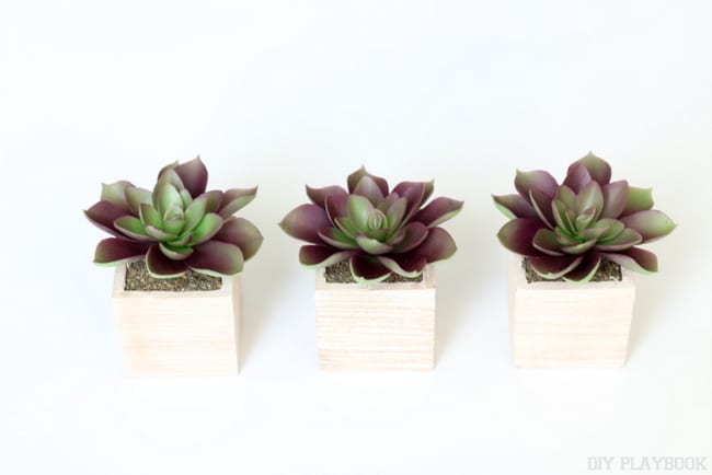 Three Small Succulent Planters | Free Gallery Wall Print from DIY Playbook